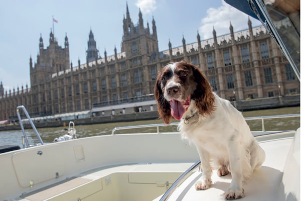 RPD Max, an English Springer Spaniel, on a boat on the River Thames with the Houses of Parliament in the background