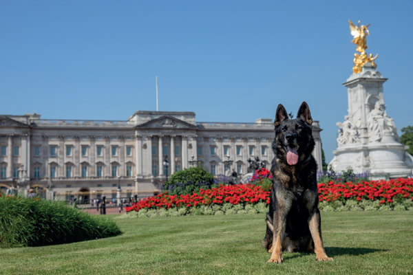 RPD Blake with Buckingham Palace and the Victoria memorial in the background