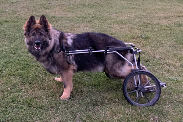 RPD Bradie wearing her dog wheels