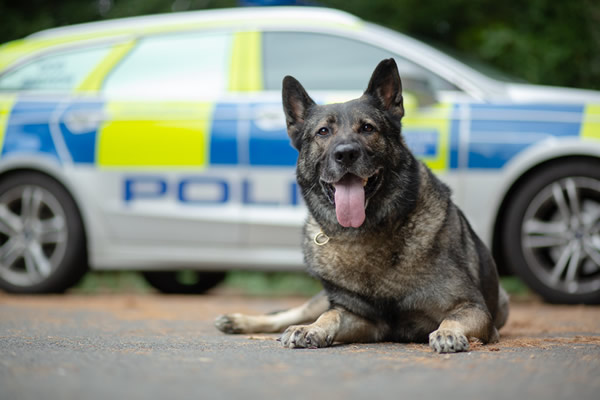 Meet the dogs: London Retired Police Dogs Trust (LRPD UK)