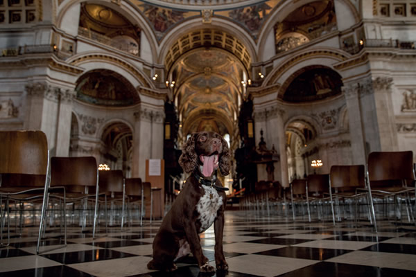 RPD Jerry, a chocolate Sprocker Spaniel, sitting inside St Paul’s Cathedral