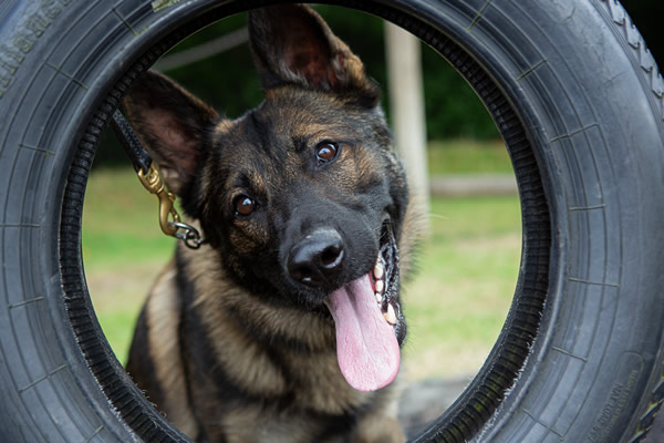 German shepherd retired store police dog adoption