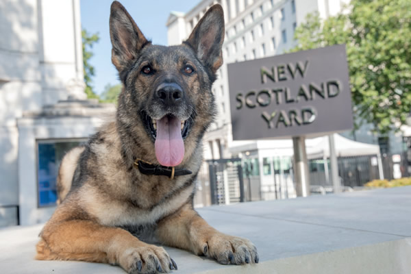 Police dog sale adoption