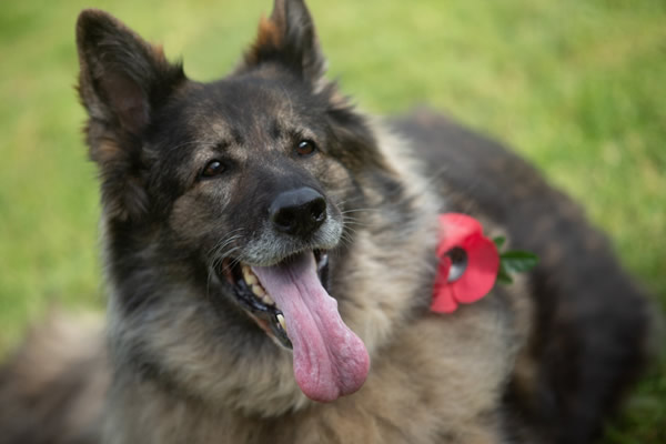 RPD Sally wearing a red poppy