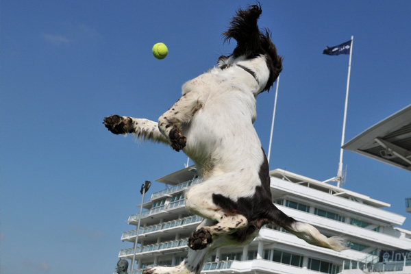 RPD Turbo jumping to catch a tennis ball