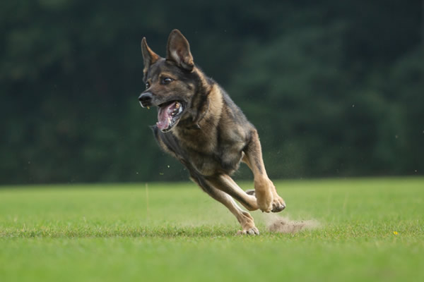 RPD Wes, a German Shepherd, running