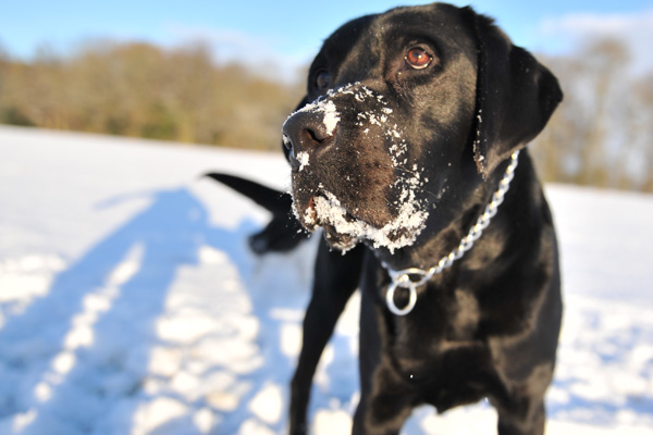 RPD Wilf in a snowy field with snow on his nose