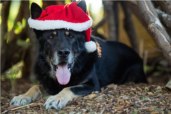 RPD Wilson wearing a red and white Father Christmas hat